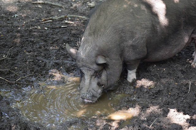 克罗地亚男篮状态回升